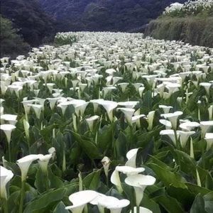 Meet your Posher, Marisol